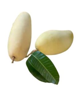 Xoài Tượng Da vàng