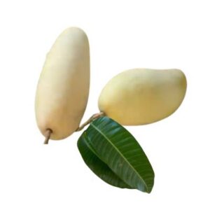 Xoài Tượng Da vàng