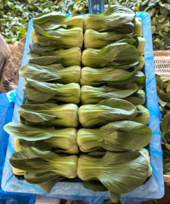 Rau Cải Thìa (Cải Chip)