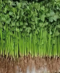 Rau Mùi (ngò thơm)