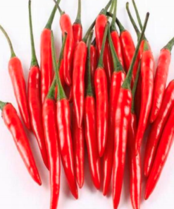 Quả Ớt